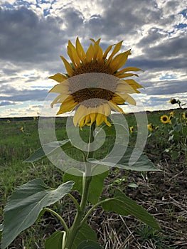 One Sunflower landscape close-up with sky with clouds