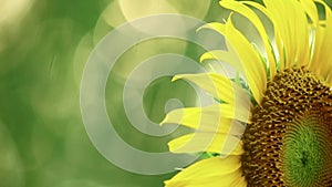 One Sunflower With Space For Text And Glistening Sunlight