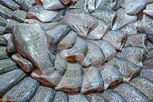 One sunny fish, Snake Skin Gourami, focus selective