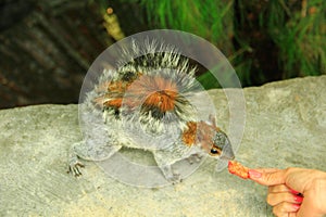 Squirrel in the forest eating from the hand