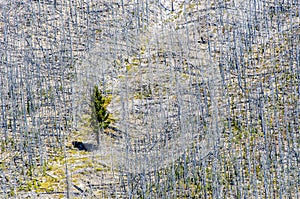 One survivor evergreen tree