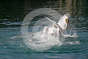 One swan attacks the other one