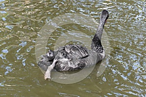 One swan keeps its leg stretched backwards above the water while swimming. Reflections in the water