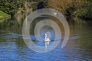 Swan at the Bishops Palace in Wells, Somerset photo