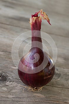 One sweet red onion