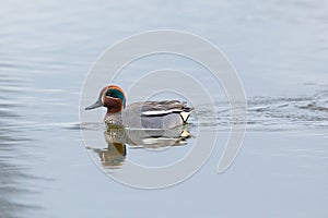 one swimming male common teal (Anas crecca) mirrored on water surface