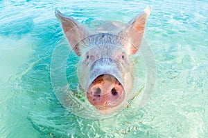 One swimming pig in the Bahamas