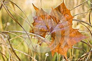 One Sycamore leaf