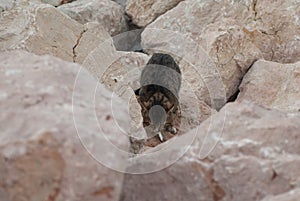 One tabby cat eats fish sitting among the stones