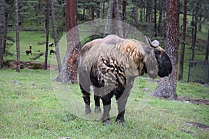 Takin Animal Buthan Asia forest photo