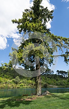 One tall tree along side of Waikato River near Huka Falls