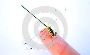 One tame dragonfly on a finger