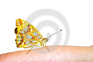 One tamed butterfly on female finger