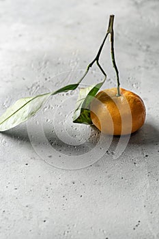 One tangerine (orange, clementine, citrus fruit) with green leaves on white textured background with copy space