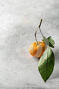 One tangerine (orange, clementine, citrus fruit) with green leaves on white textured background with copy space