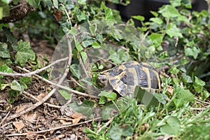 One Terrestrial tortoise