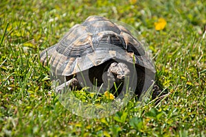 One testudo hermanni adult female crawling in the green meadow always looking for food