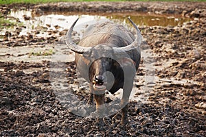 One Thai buffalo standing on slime