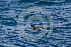 One thick-billed murre bird Uria lomvia swimming in blue waved