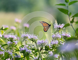 Monarch butterfly caught in flight ready to investigate a flower