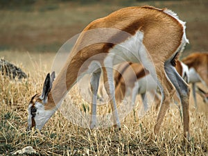 One Thomson gazelle in a savanna