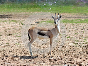 One Thomson`s gazelle Eudorcas thomsonii stands on the pasture and looks around