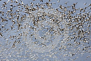 One Thousand Snow Geese