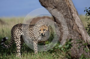 One of three Cheetah brothers, Masai Mara