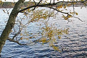 One three hanging over the lake