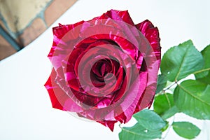 One tiger striped red rose close-up, bud view from all macro on white isolate background