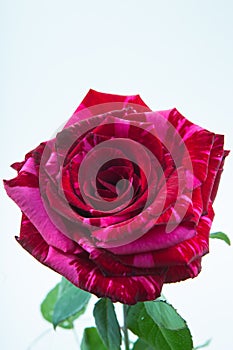 One tiger striped red rose close-up, bud view from all macro on white isolate background