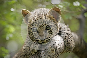 One tiny baby leopard with big eyes portrait close up sitting in tree in Kruger Park South Africa