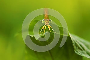 One tiny dragonfly sitting on a Green leaf.
