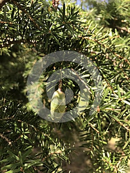 Tiny green pine fruit on the pine tree.