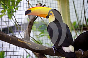 Toco Tucan is on the tree photo