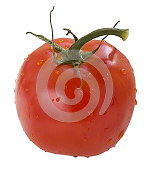 One tomato on a white background