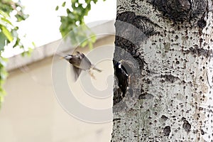 One took a worm back for kid, while the other one flown away after feeding.