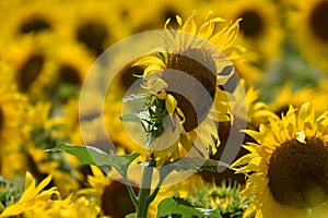 One towering sunflower in a field in Bailey Texas