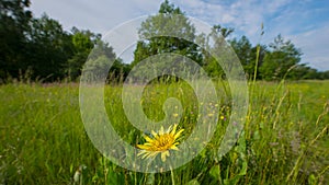 One Tragopogon Dubius flower against the background of the meadow photo