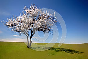 Uno un albero 