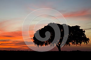 One tree - Alentejo Portu photo