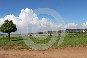 One tree, blue sky with nice clouds