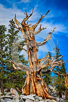 One Tree - Bristlecone Pine Grove Trail - Great Basin National P