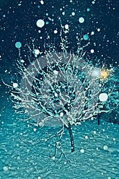 Uno un árbol cubierto con nieve en frío noche 