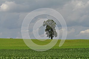 One Tree Field