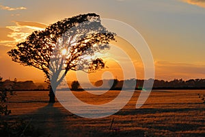 One tree on the field and sunset