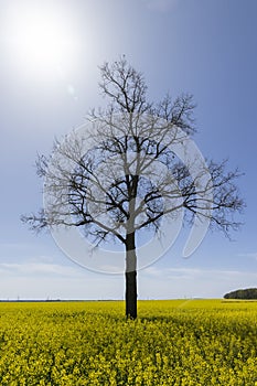 one tree in a field with yellow flowering rapeseed