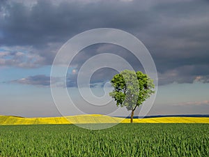 One tree and the fields