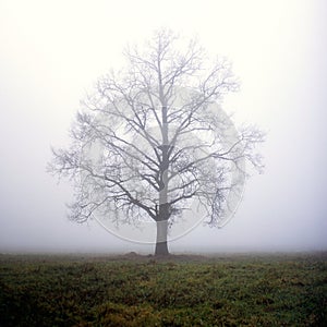 One tree in fog