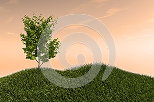 One Tree on a Grass Field Hills and Open Sky